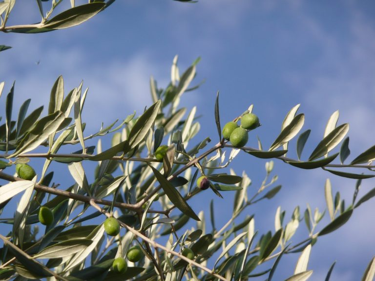 uliveti toscana
