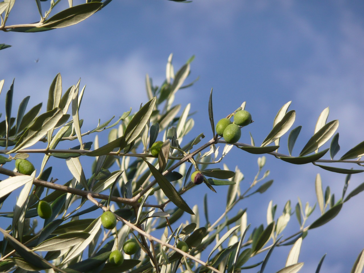 uliveti toscana