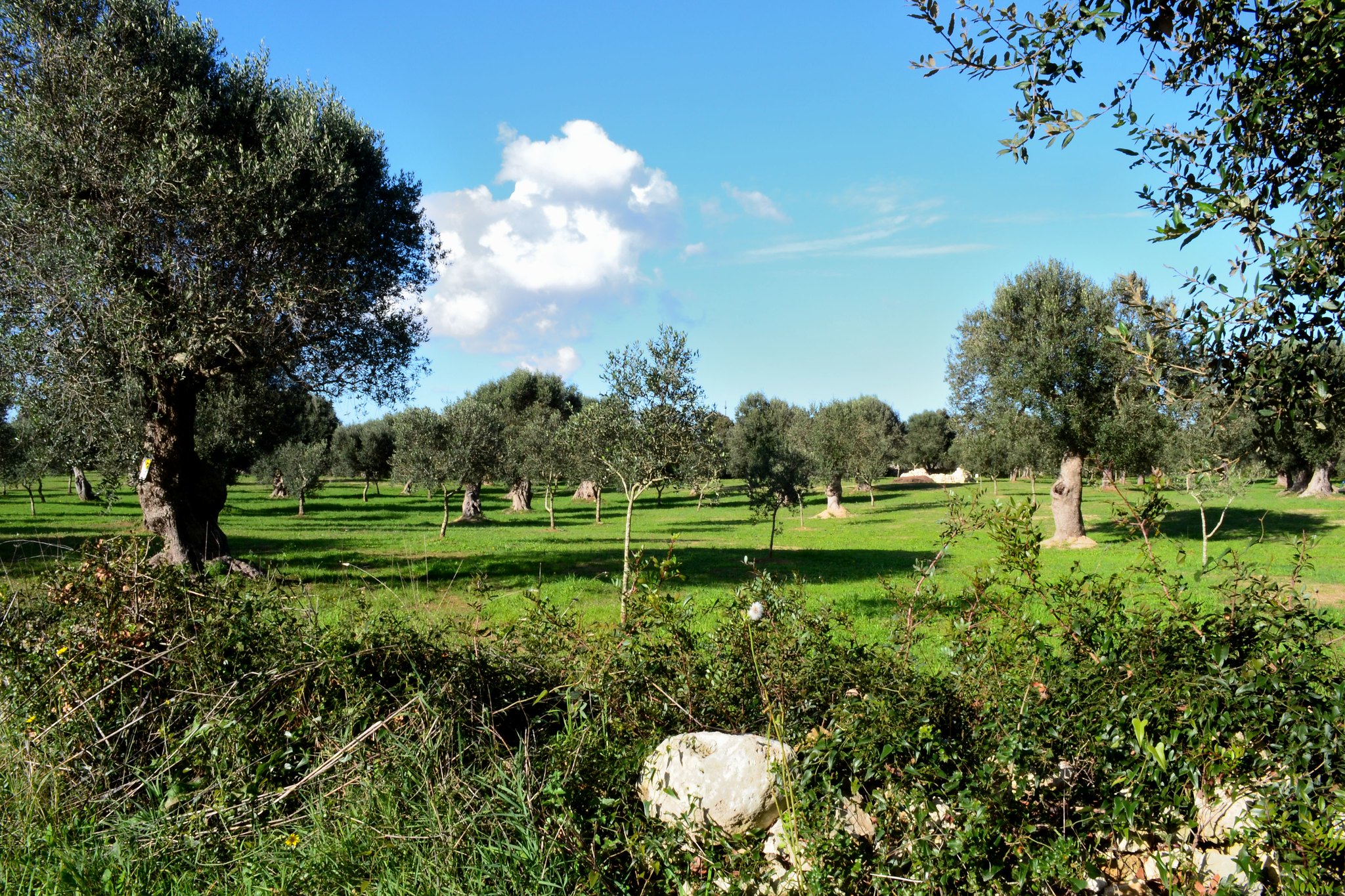ulivi lecce