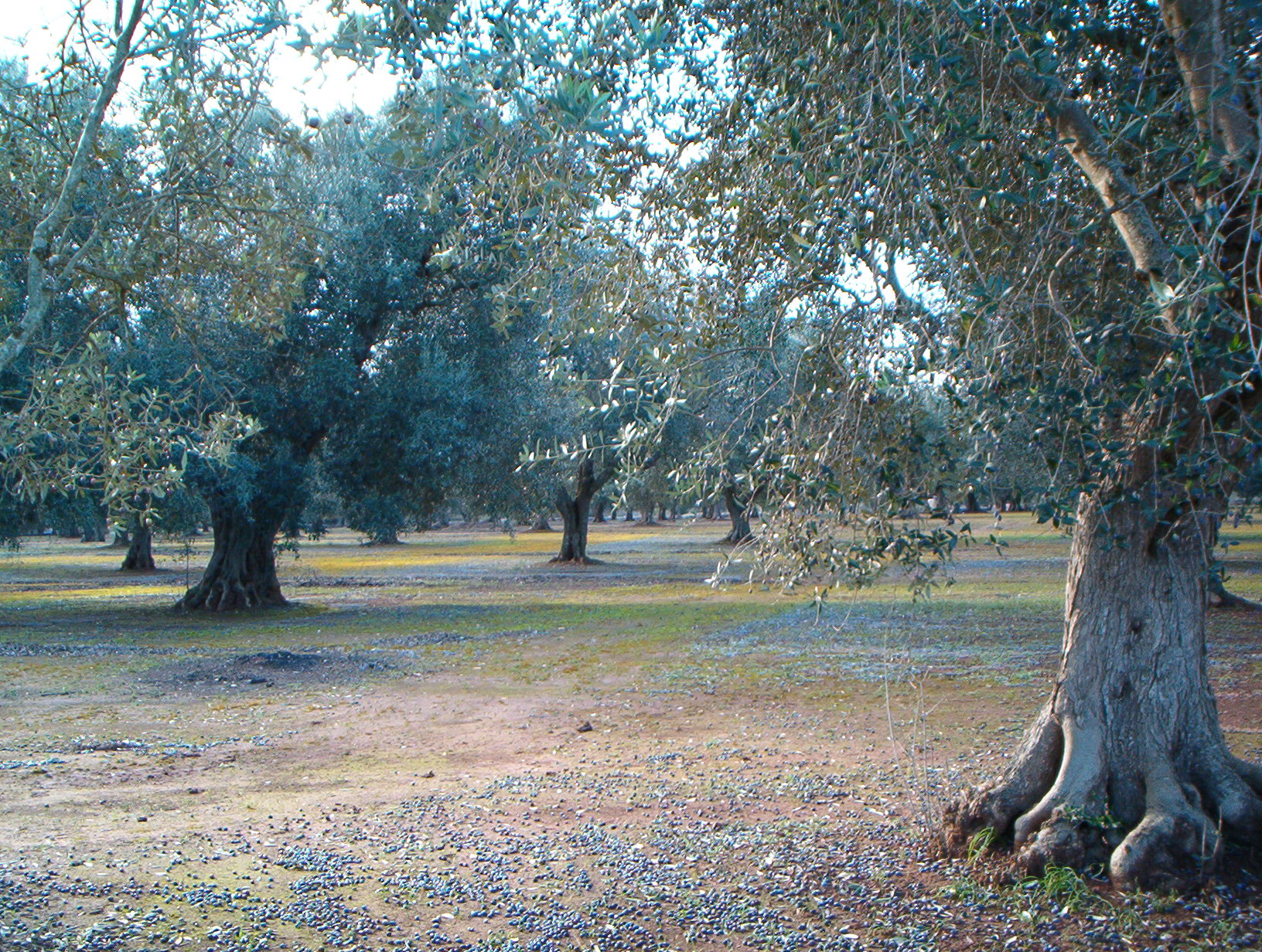 ulivi tricase