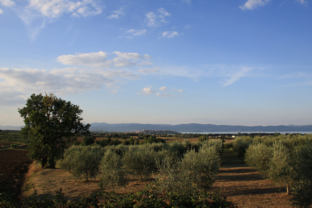 ulivi umbria
