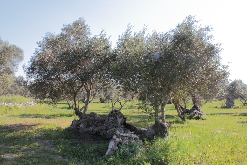 ulivo di vernole
