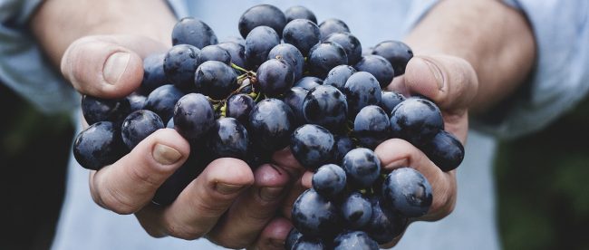 vendemmia