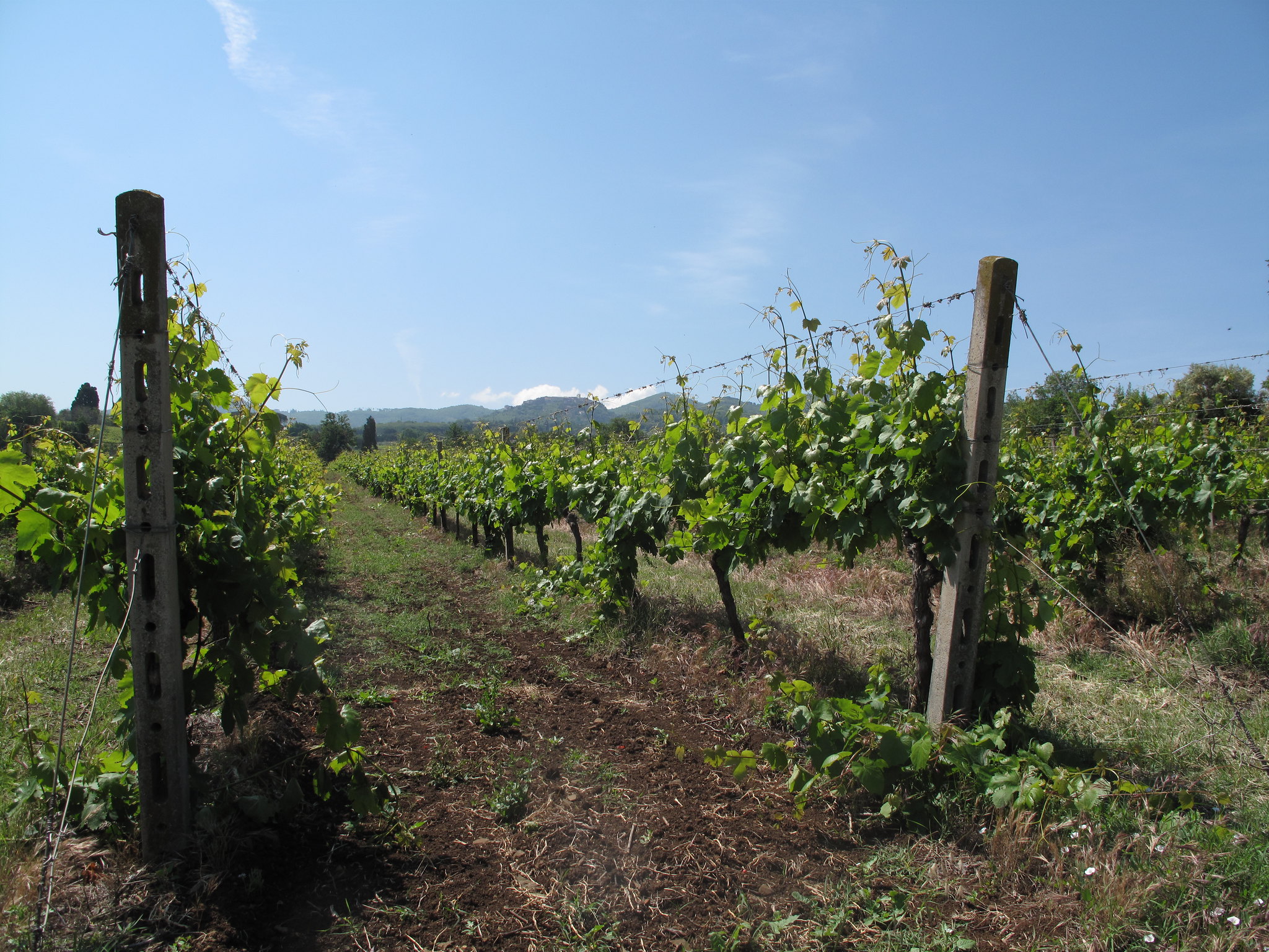vigneti frascati