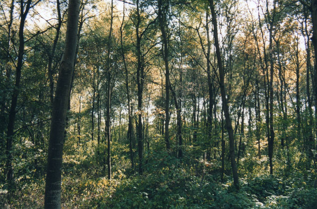 Bosco della Panfilia