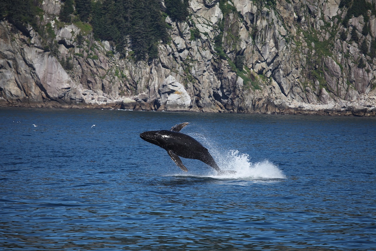 cetacei liberi