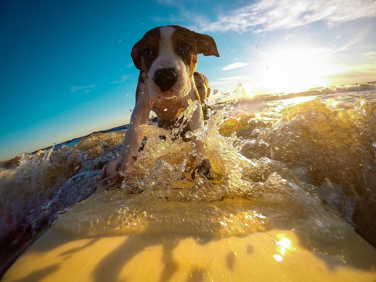 insegnare surf ai cani