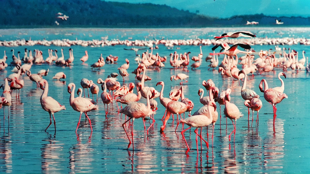 kenya