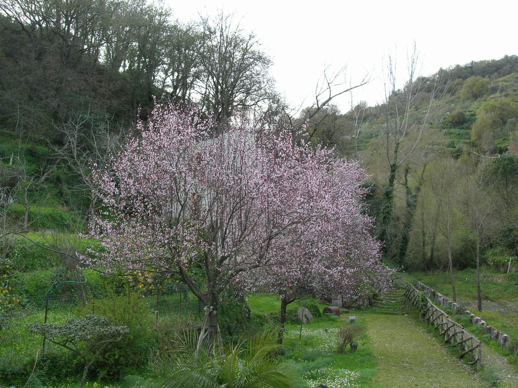 Montagnareale