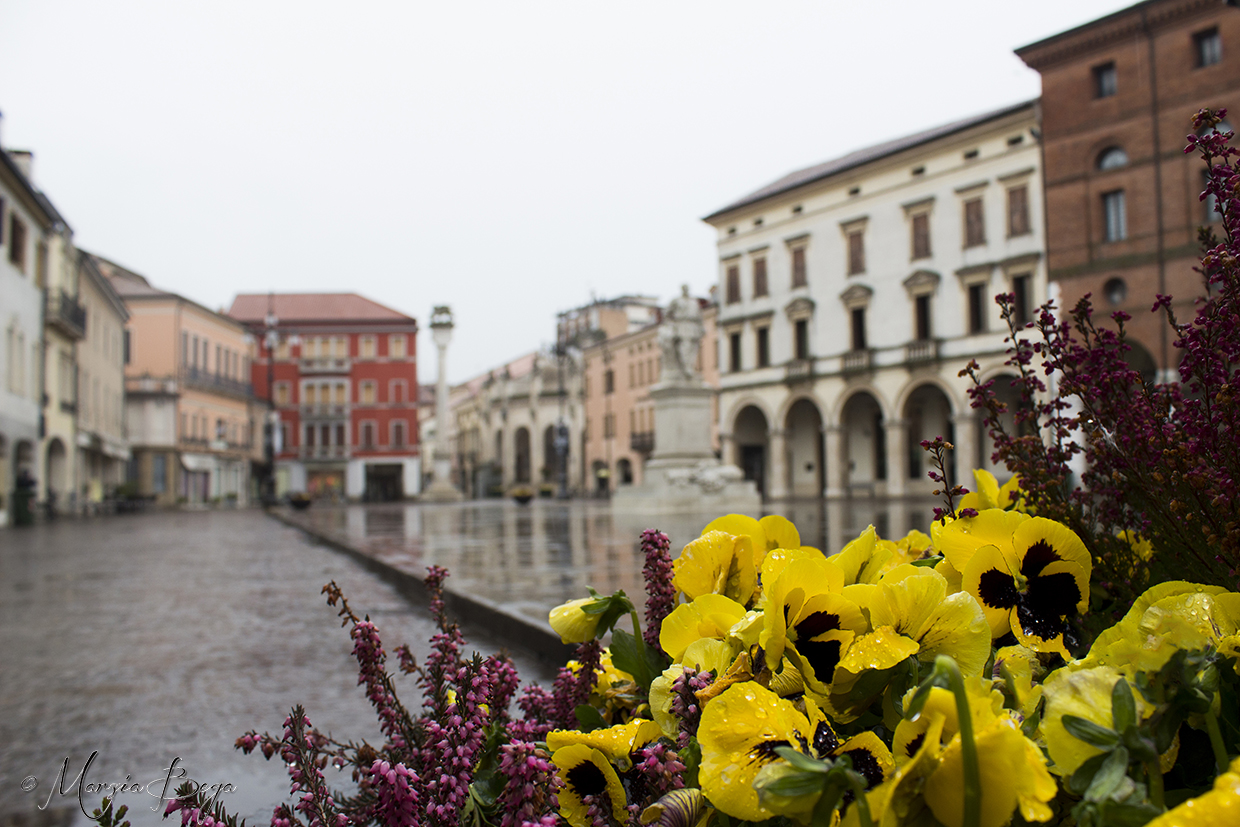 rovigo