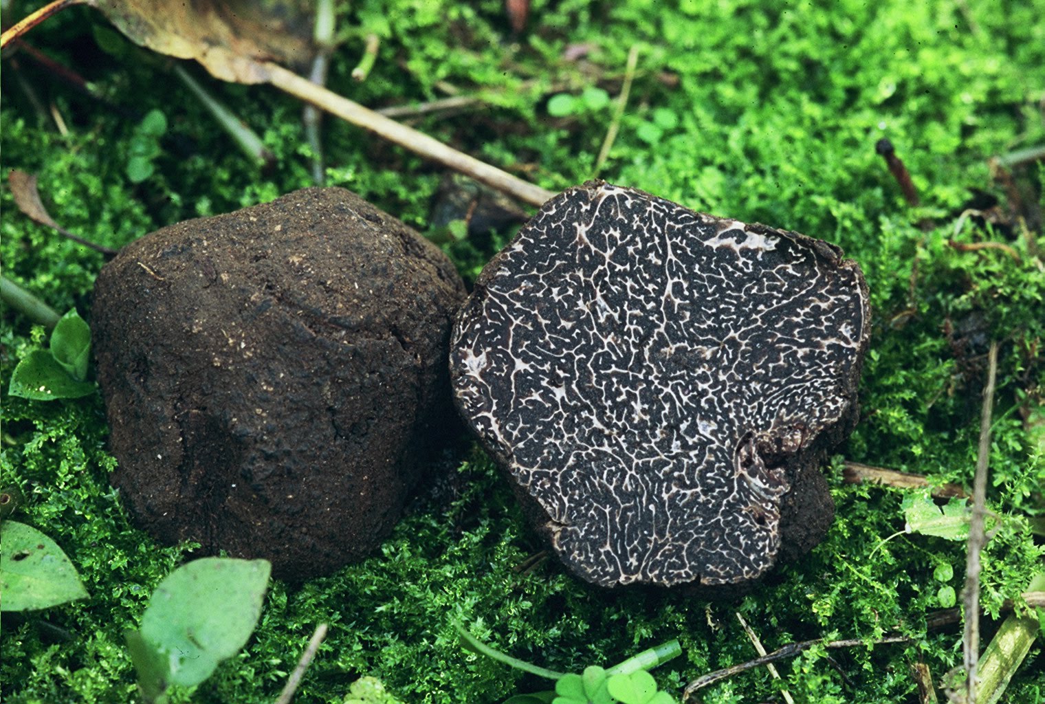 sagra del tartufo abruzzo 2019