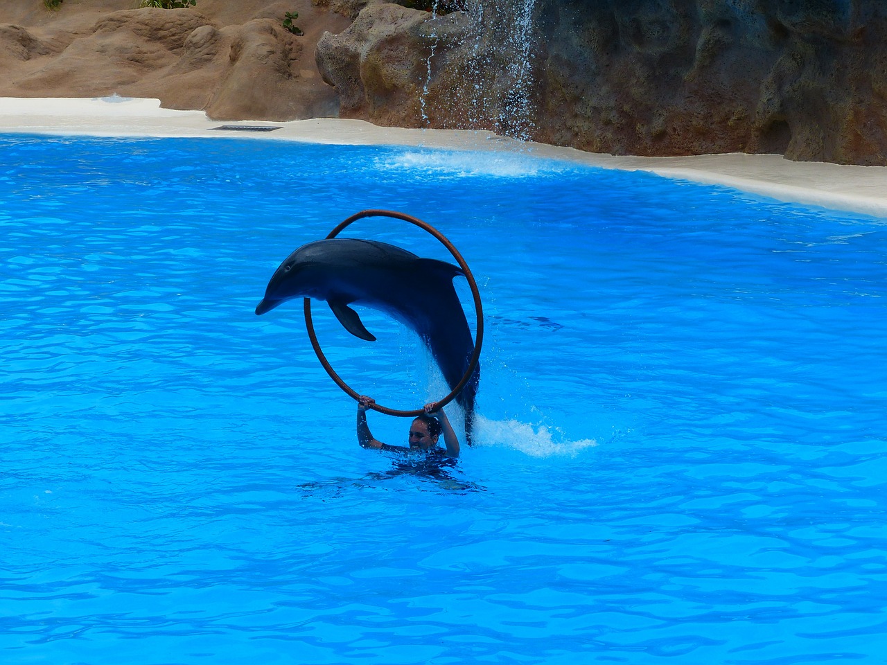 spettacolo dei delfini