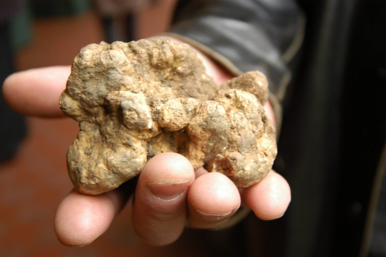 tartufo abruzzo