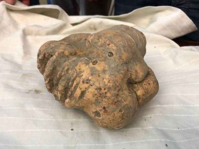tartufo in basilicata