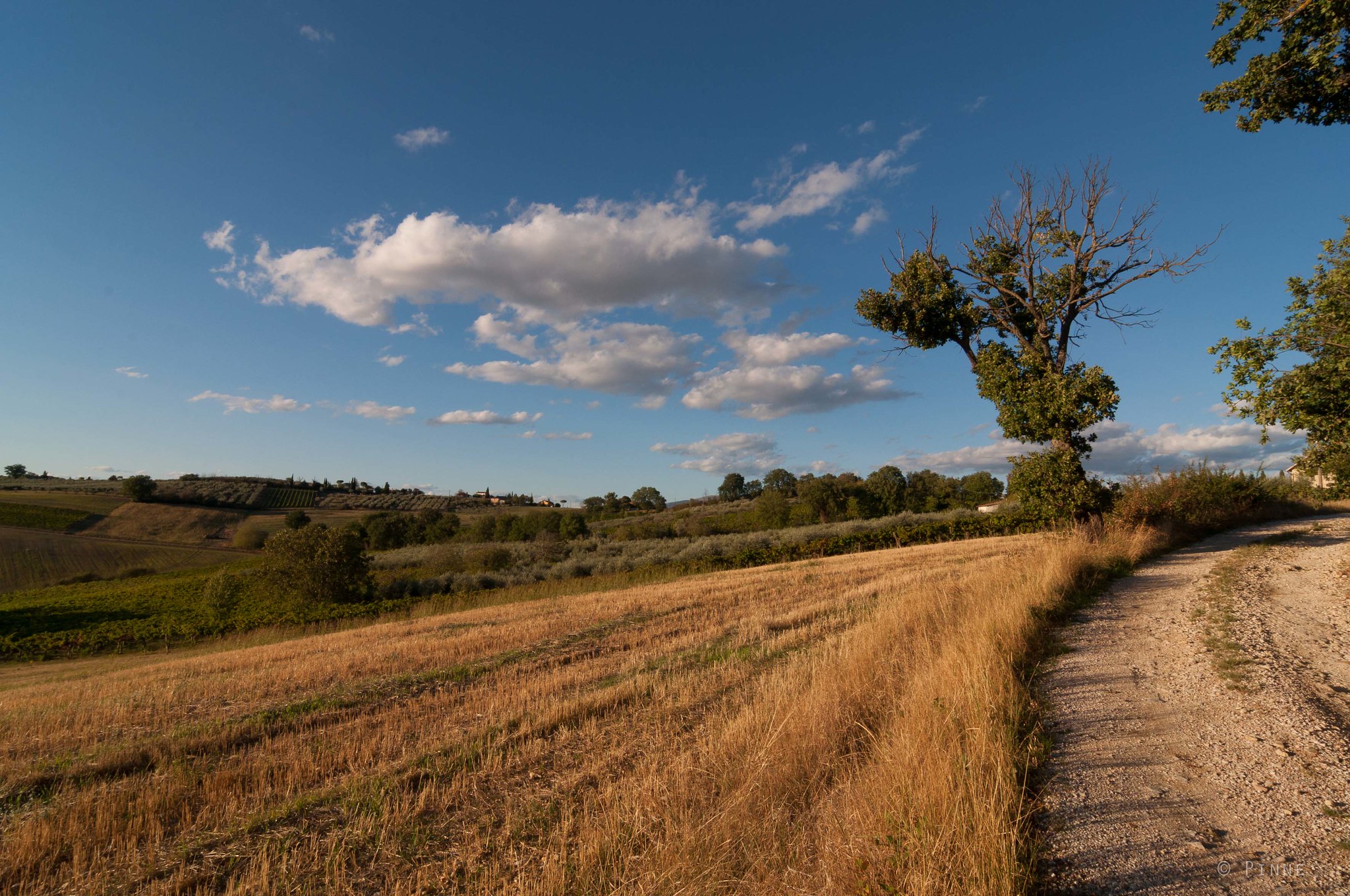 umbria strada dell'olio