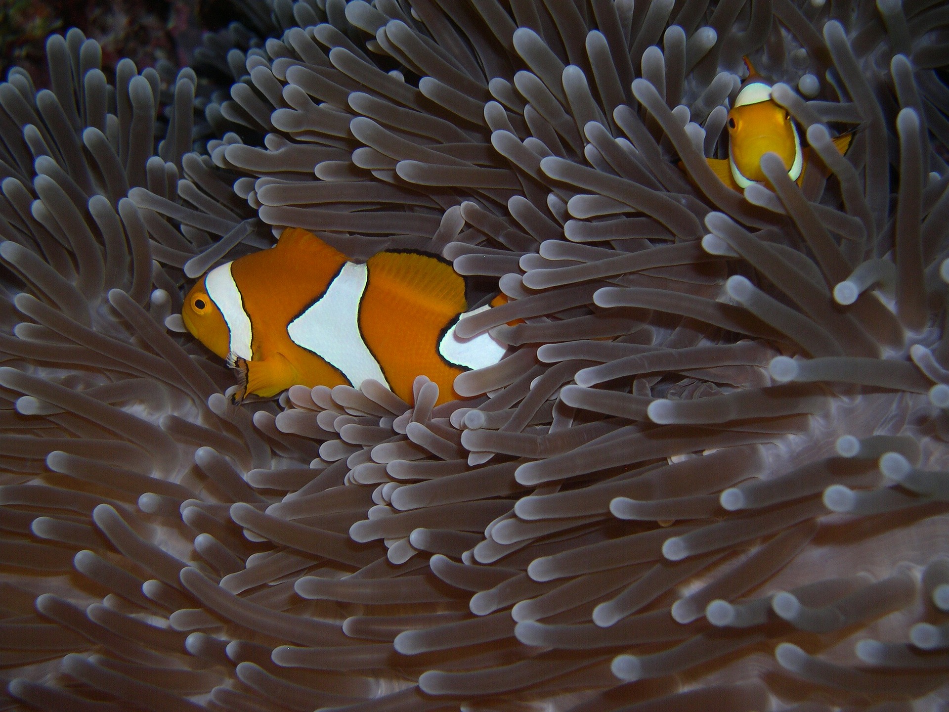 sulawesi