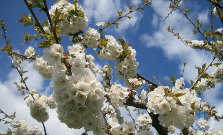 festa dei ciliegi in fiore vignola 2020