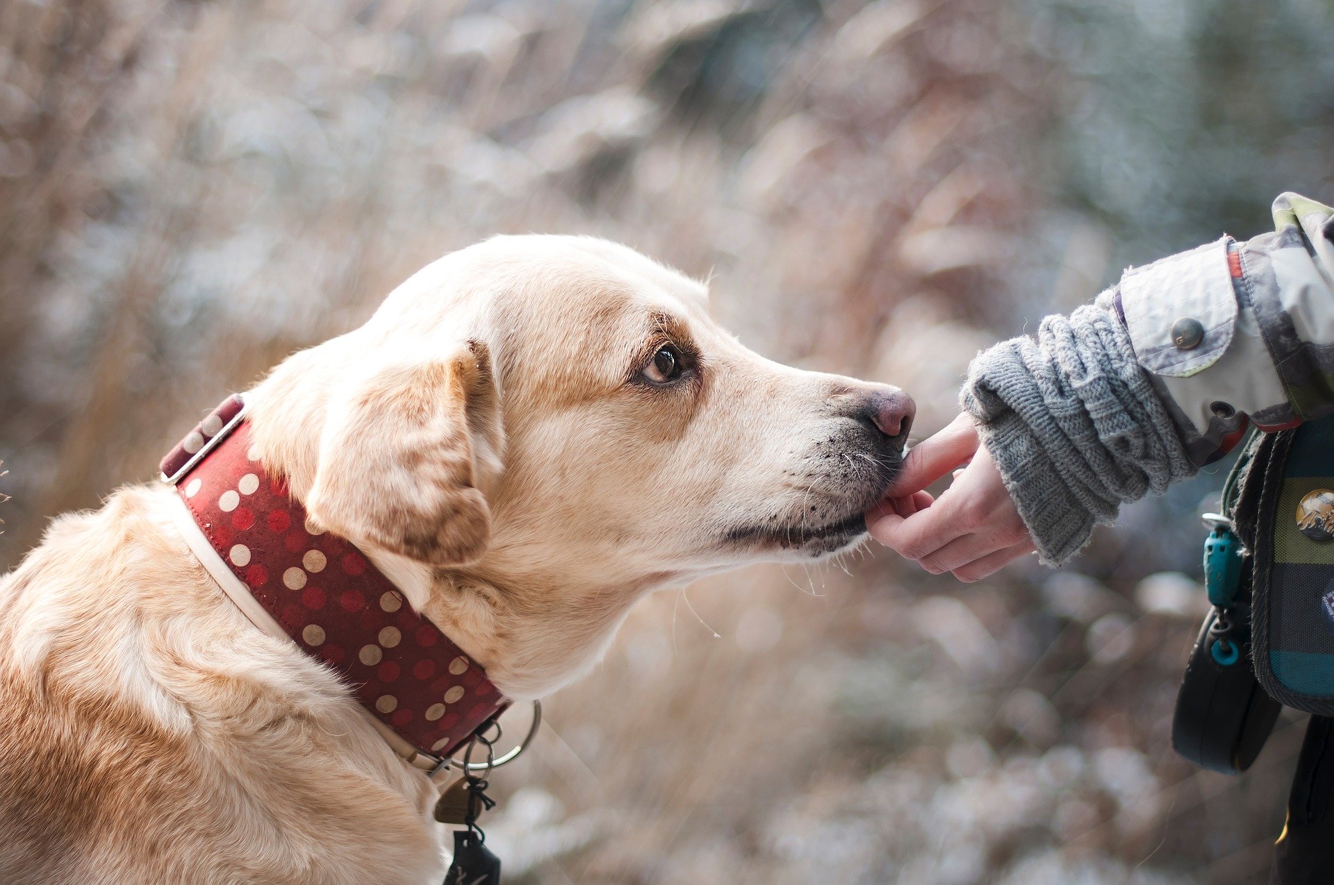 Cani antistress per la paura di volare