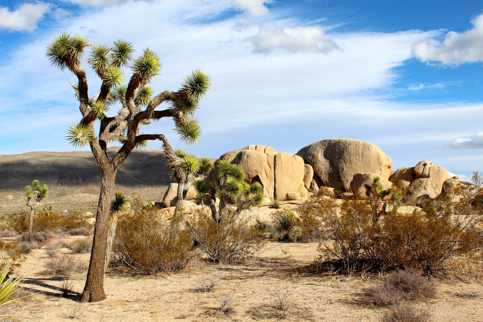 mojave