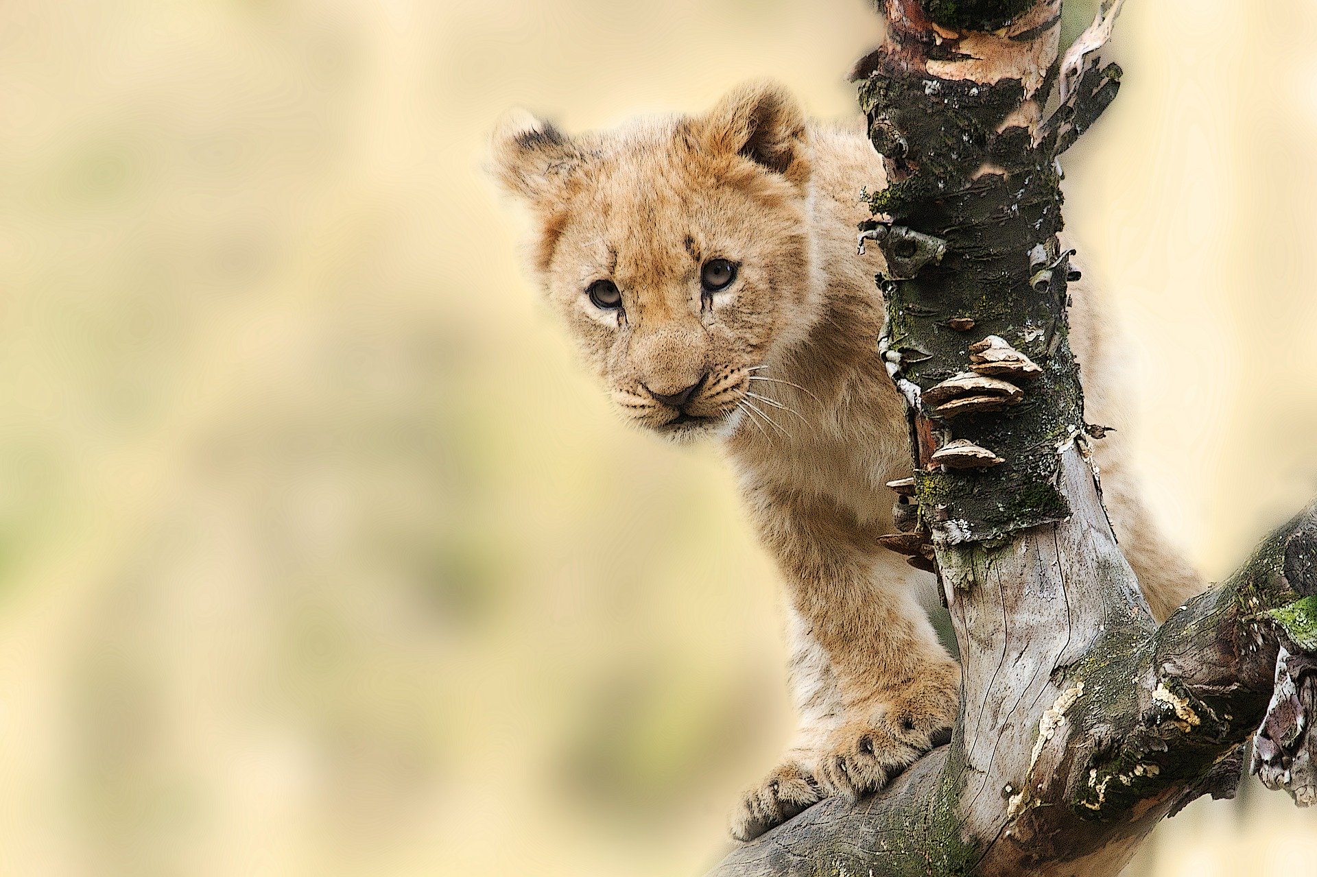 safari tanzania periodo migliore