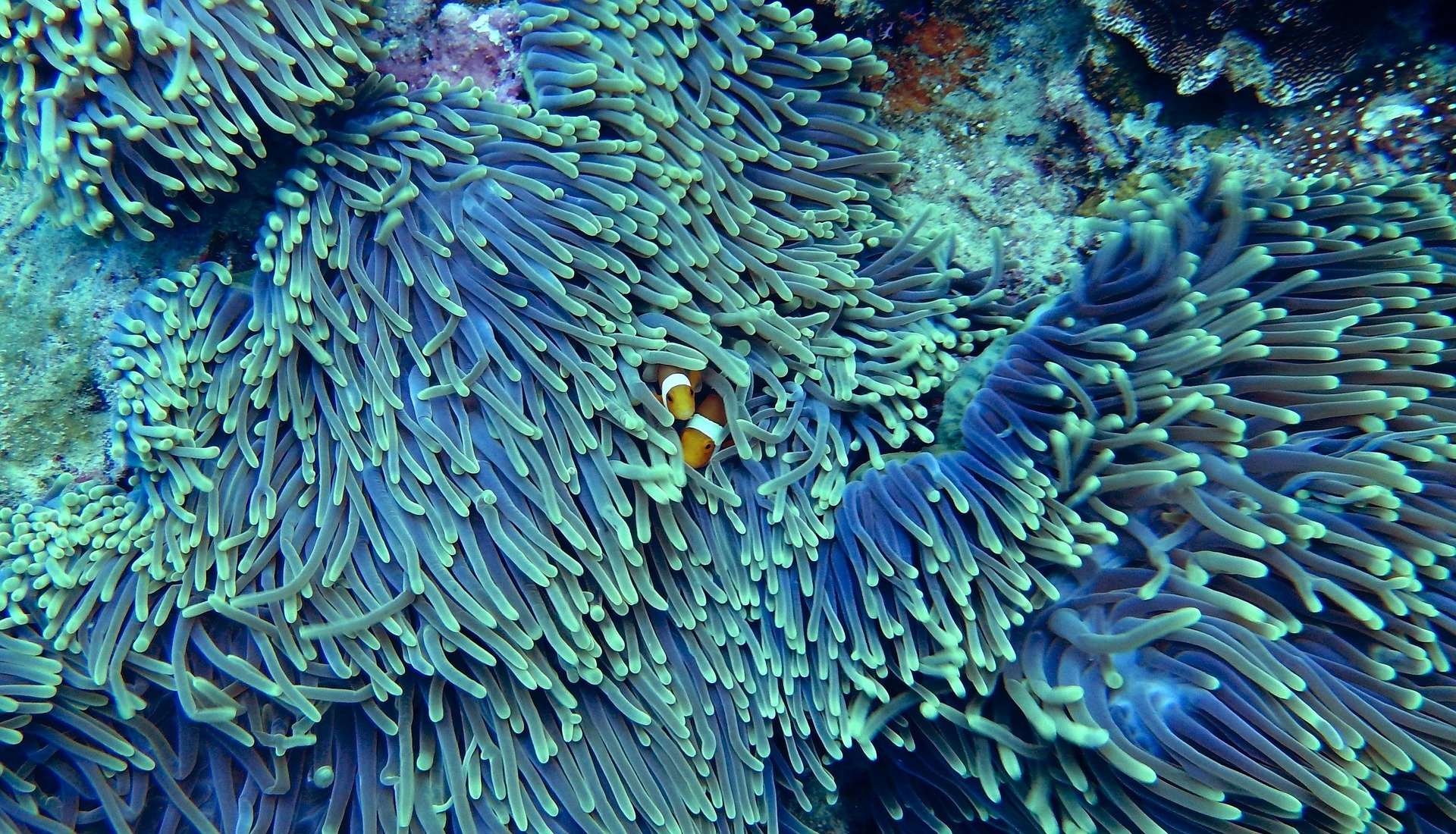 barriera corallina