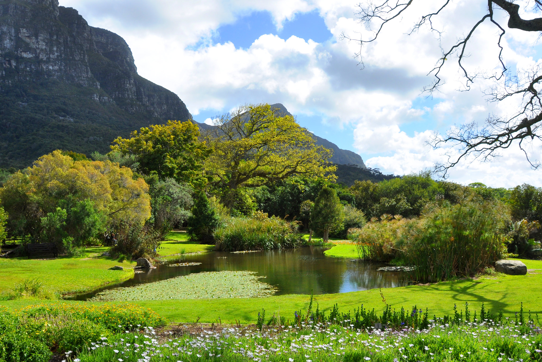 giardino botanico di Kirstenbosch