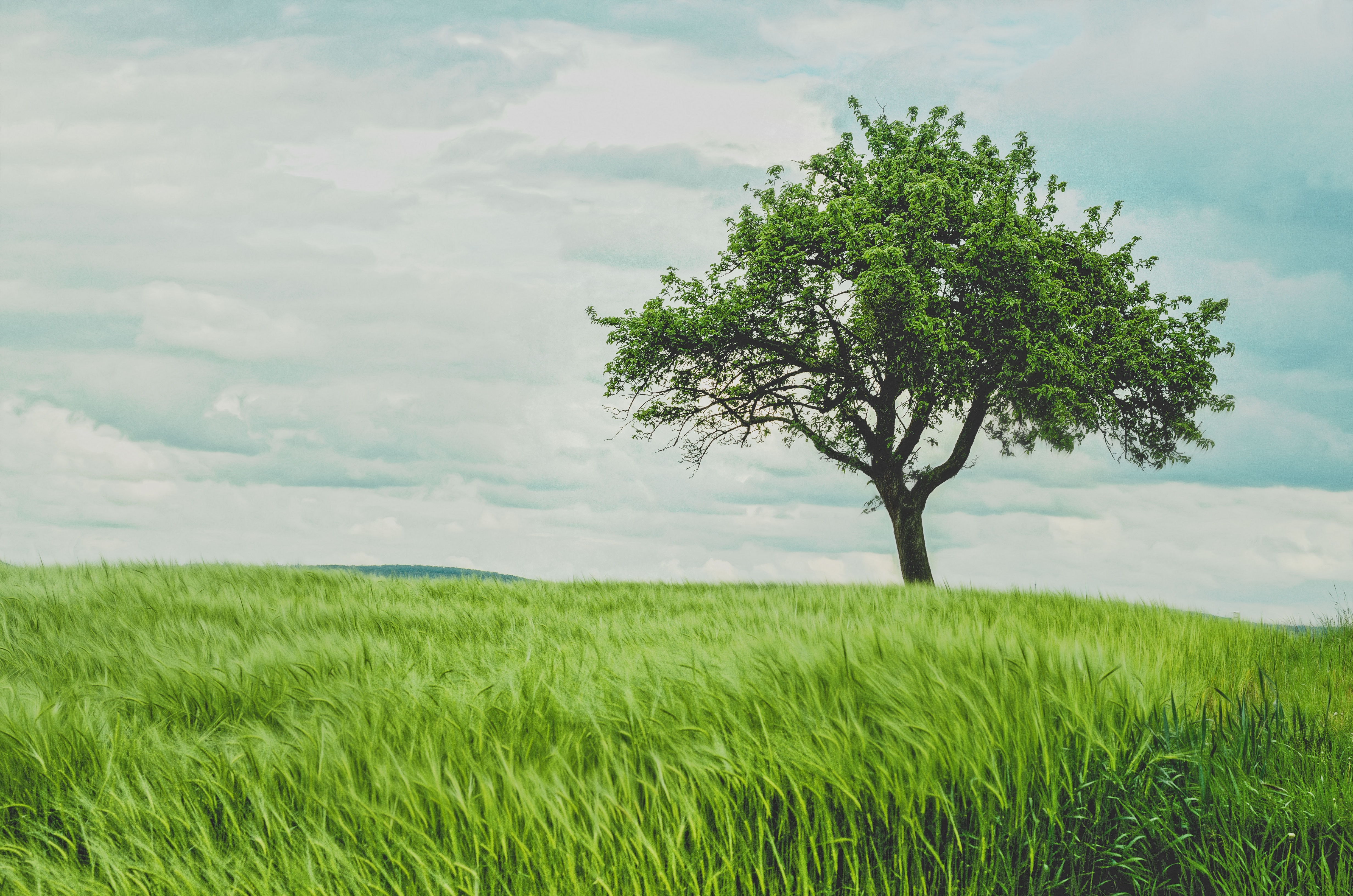 albero