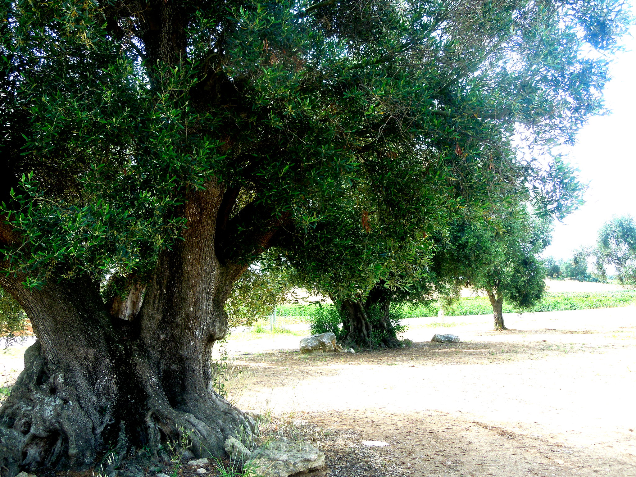 tenuta carrisi