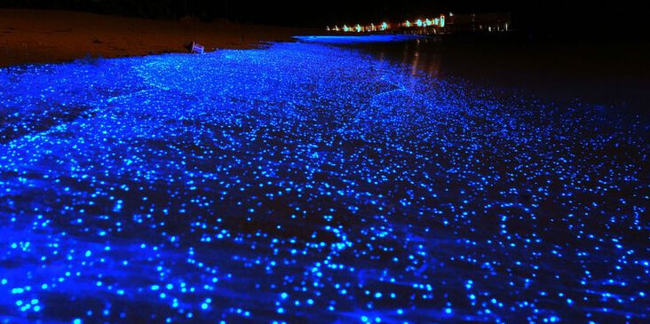 luci maldive