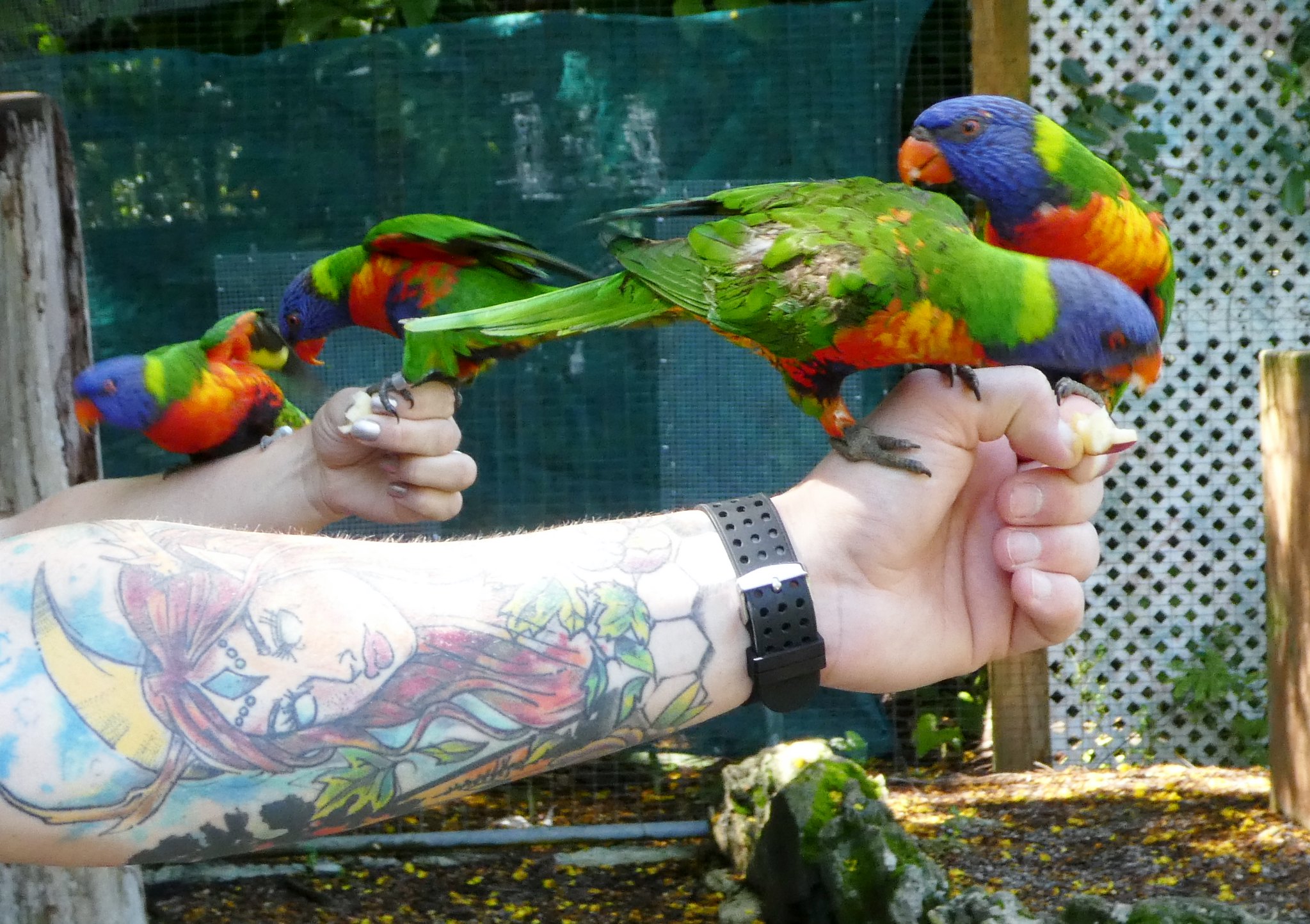 Ardastra Gardens & Zoo