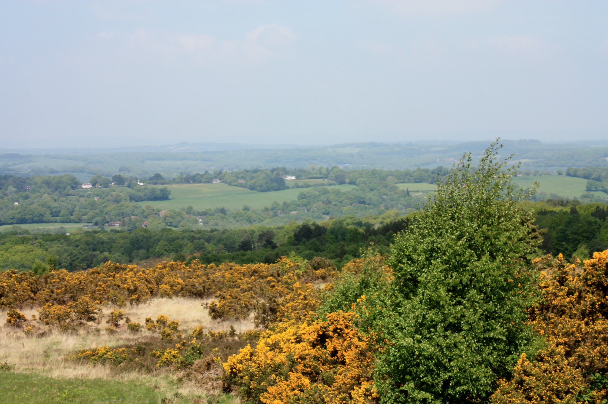 Ashdown Forest