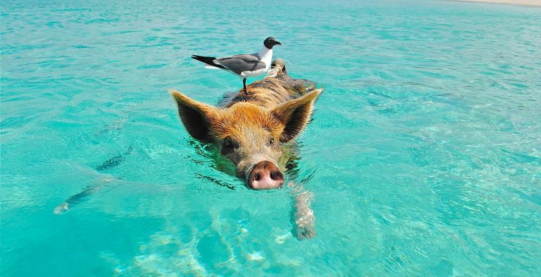 bahamas dove andare con i bambini