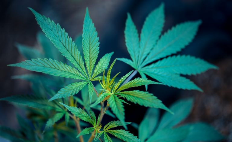 dove è legale la marijuana
