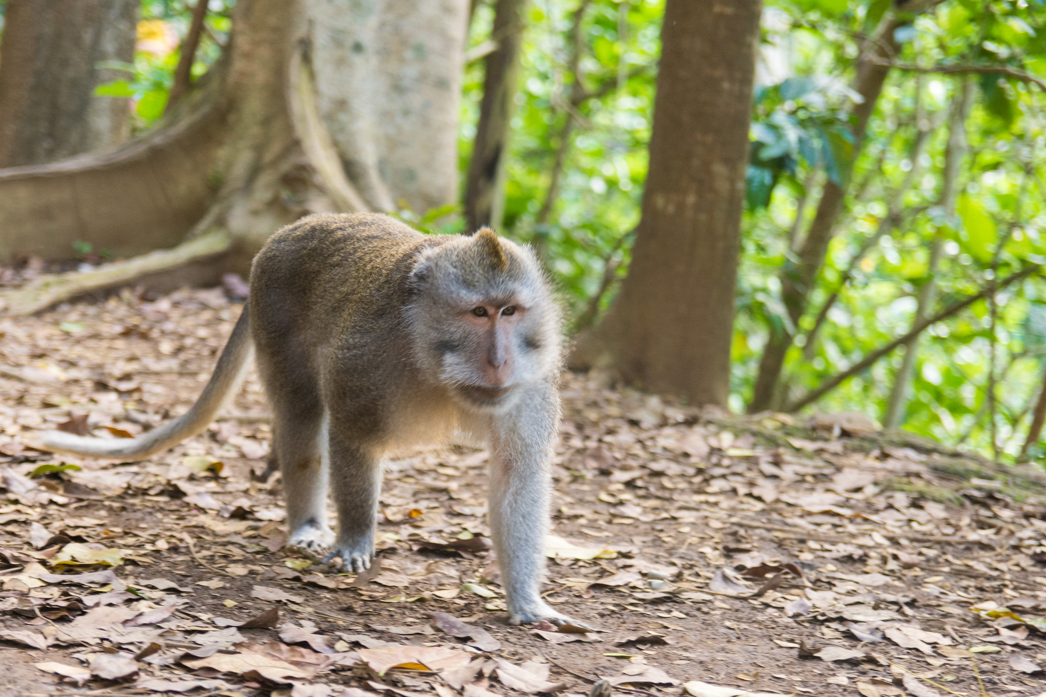 Foresta delle scimmie di Ubud