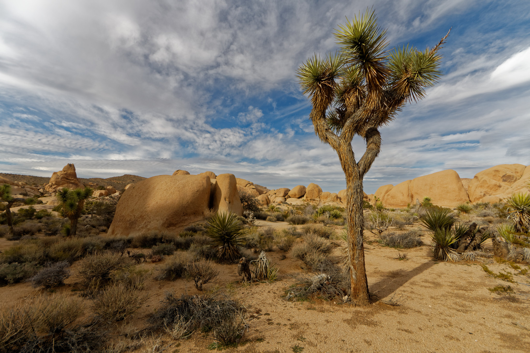 Joshua Tree National Park