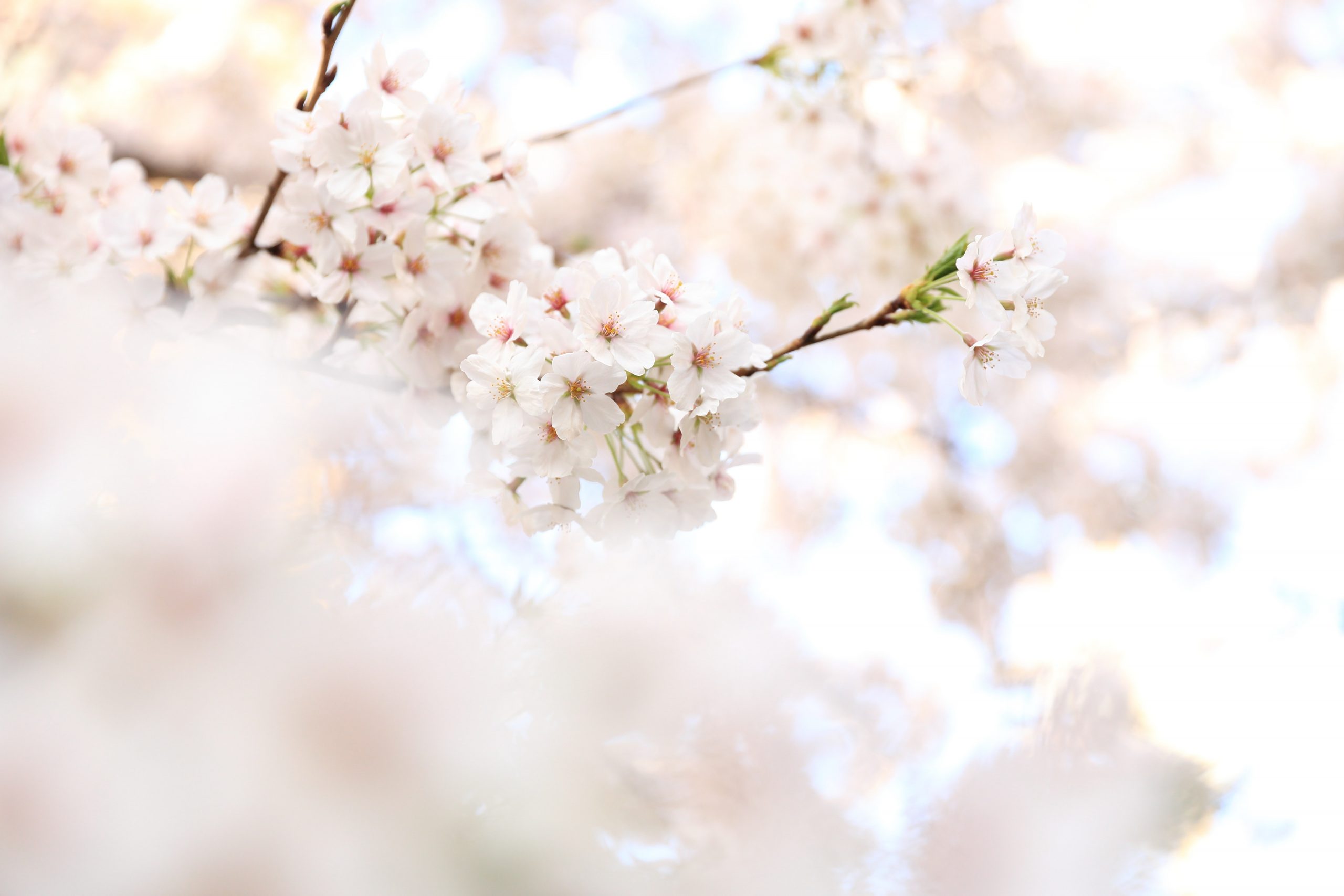 primavera