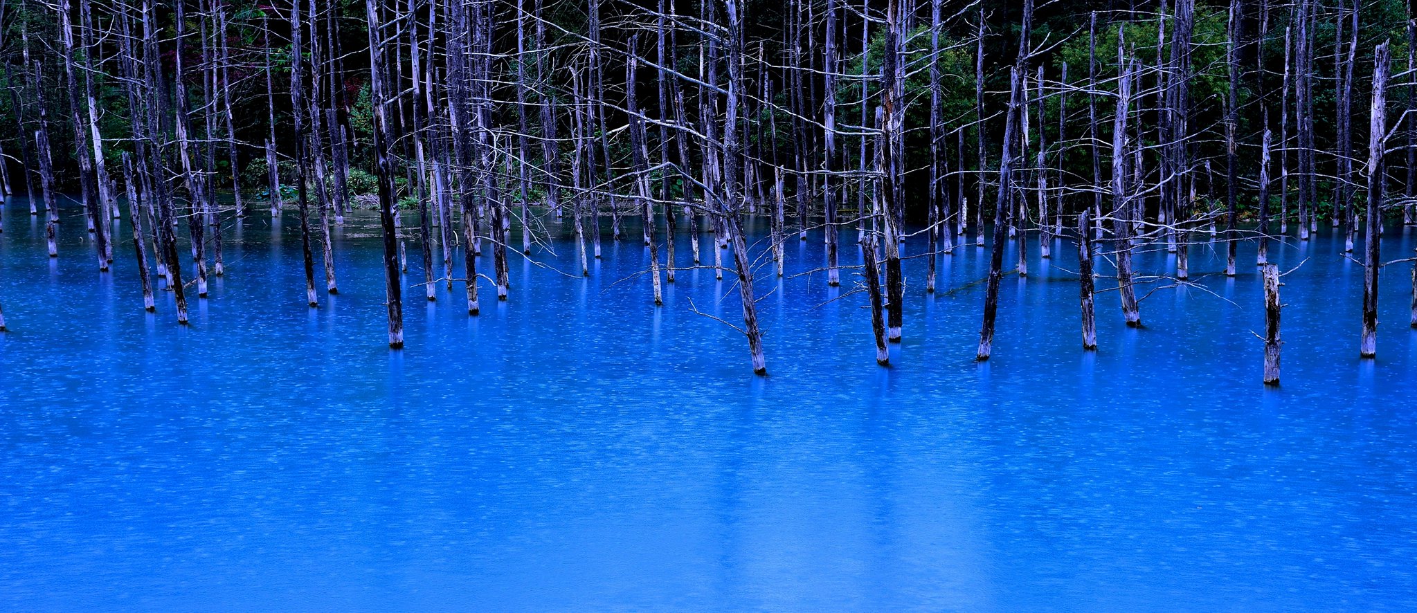 stagno blu