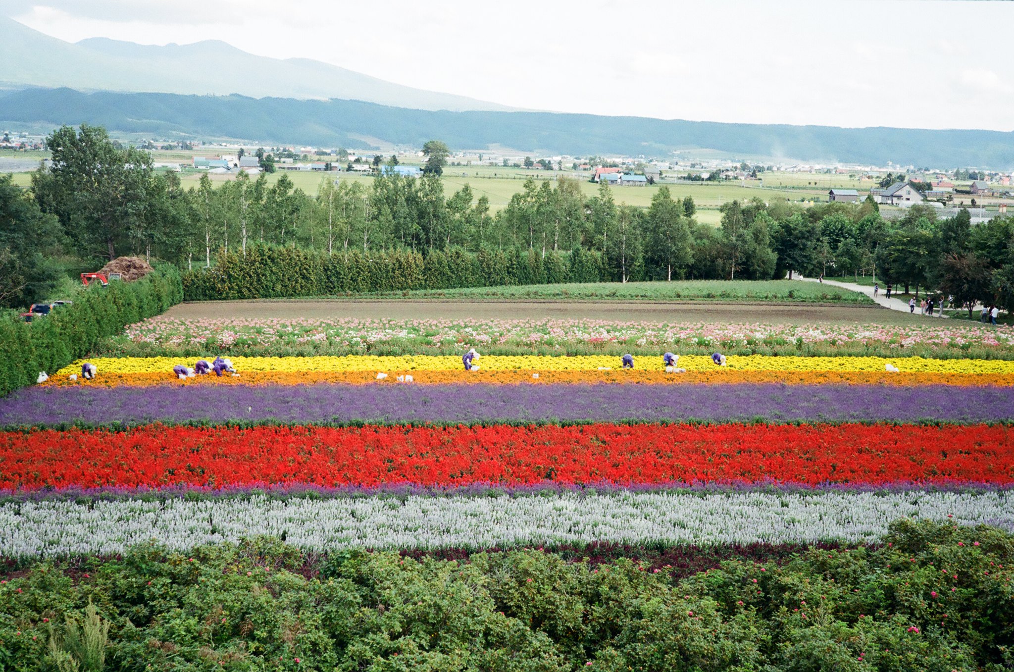Tomita Farm