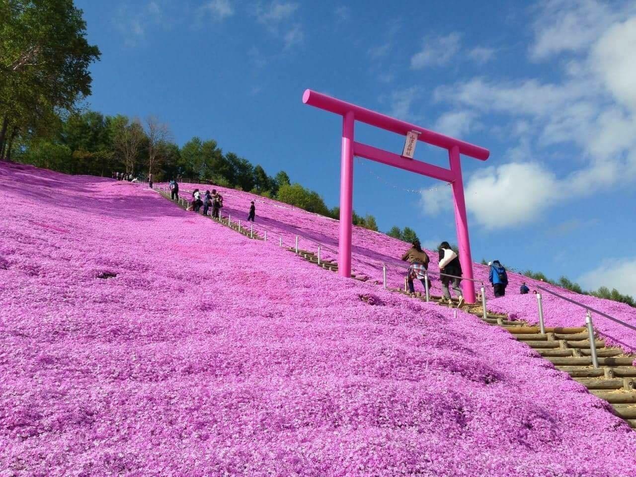 collina rosa giappone