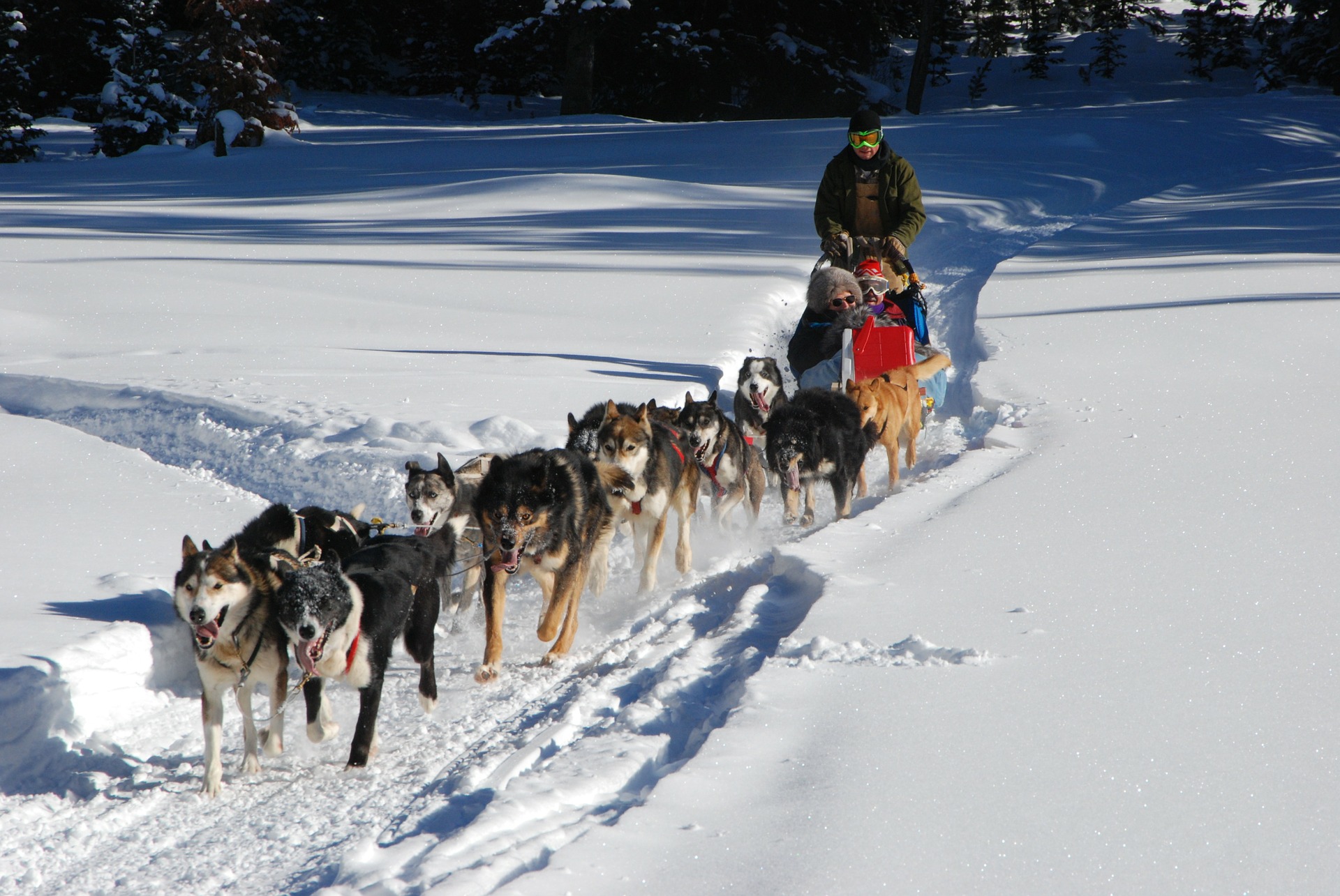 giro in slitta con husky