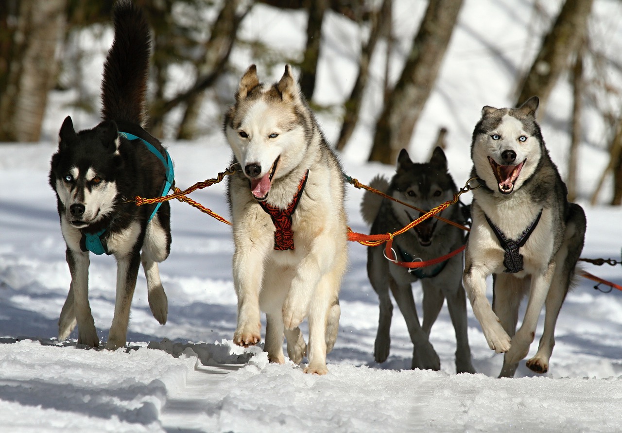 husky