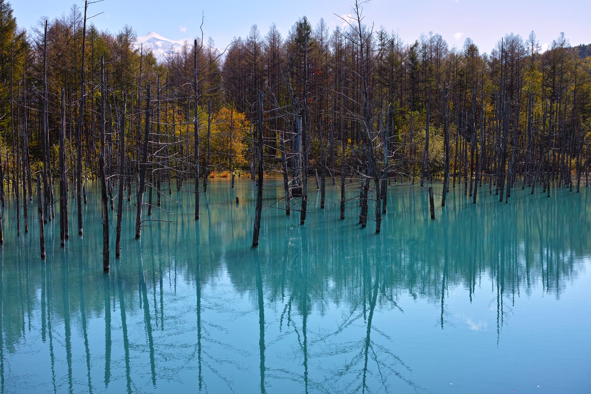 stagno blu hokkaido