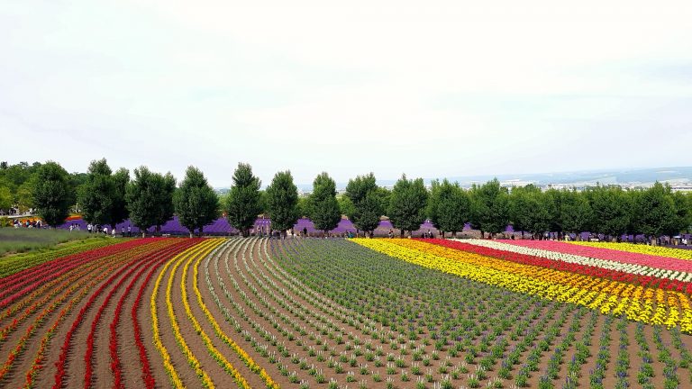 tomita farm hokkaido