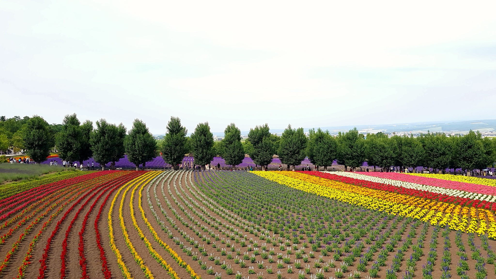 tomita farm hokkaido