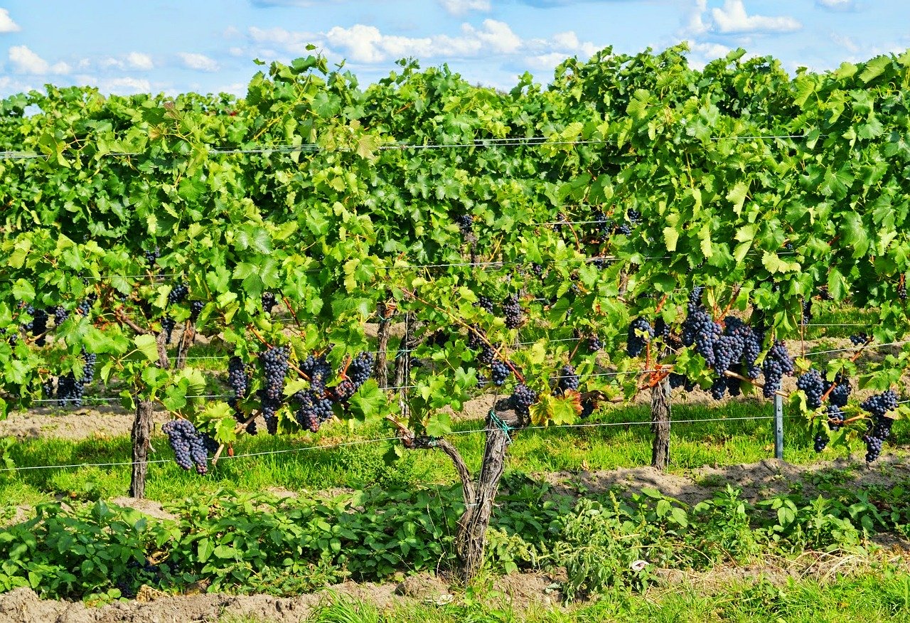 vigneti
