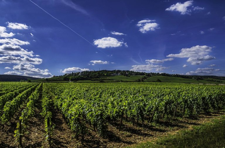 vigneti meursault cosa vedere
