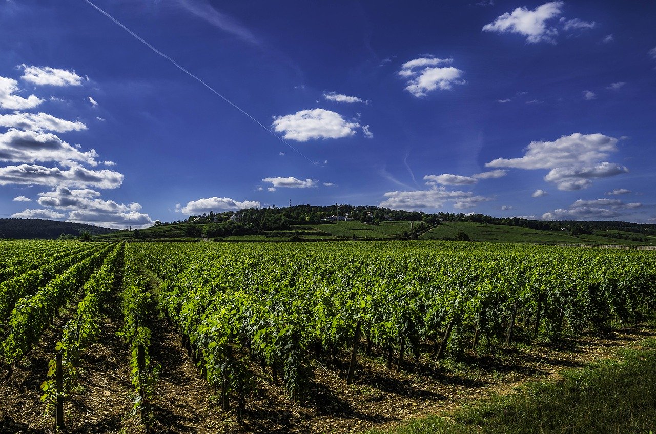 vigneti meursault cosa vedere