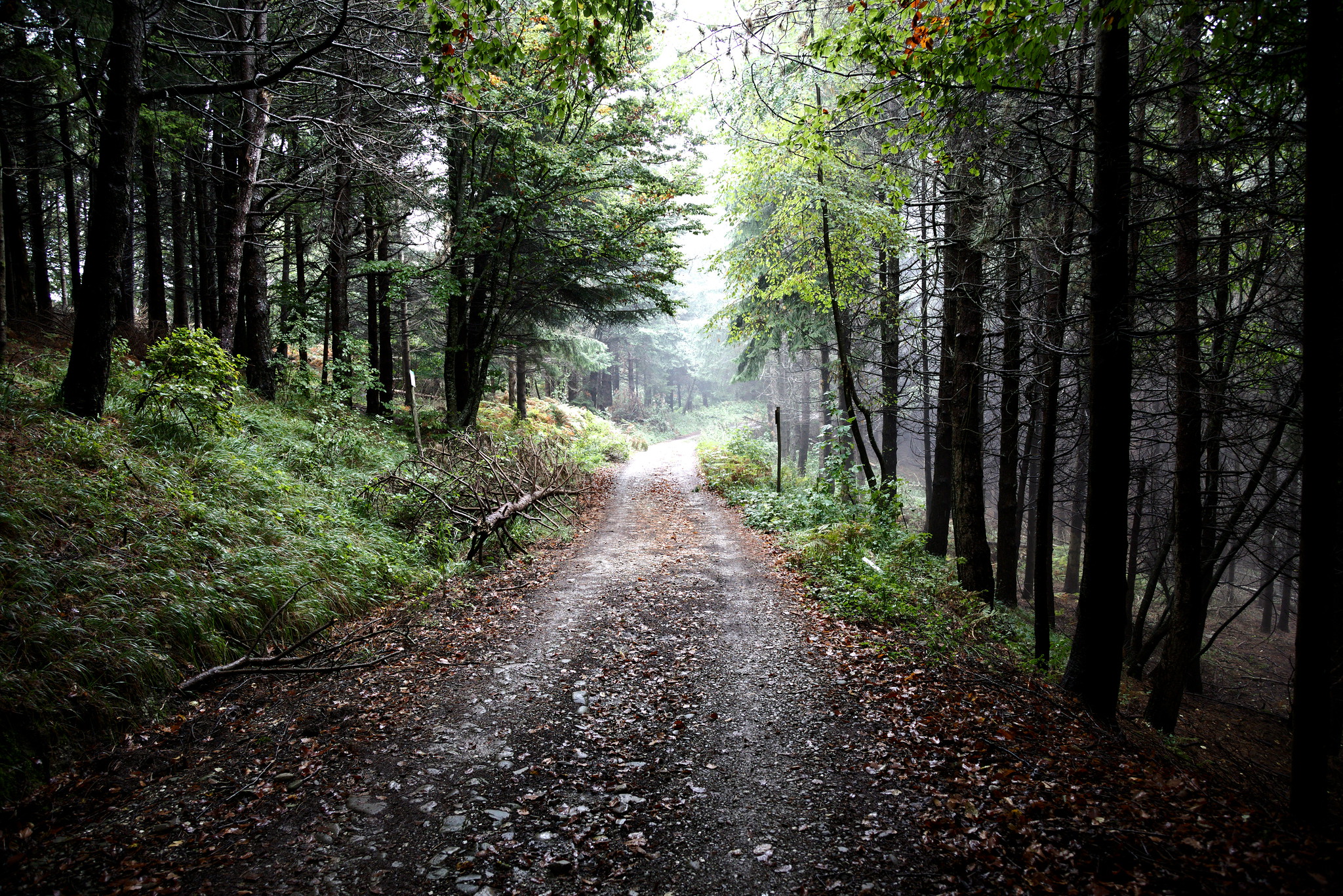 Foreste Casentinesi