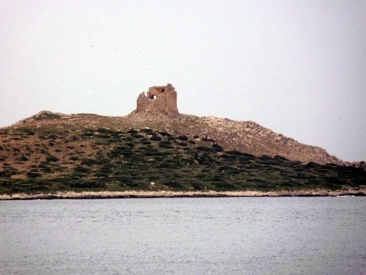 torre isola femmine