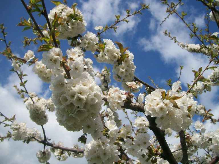adotta un albero di ciliegio vignola